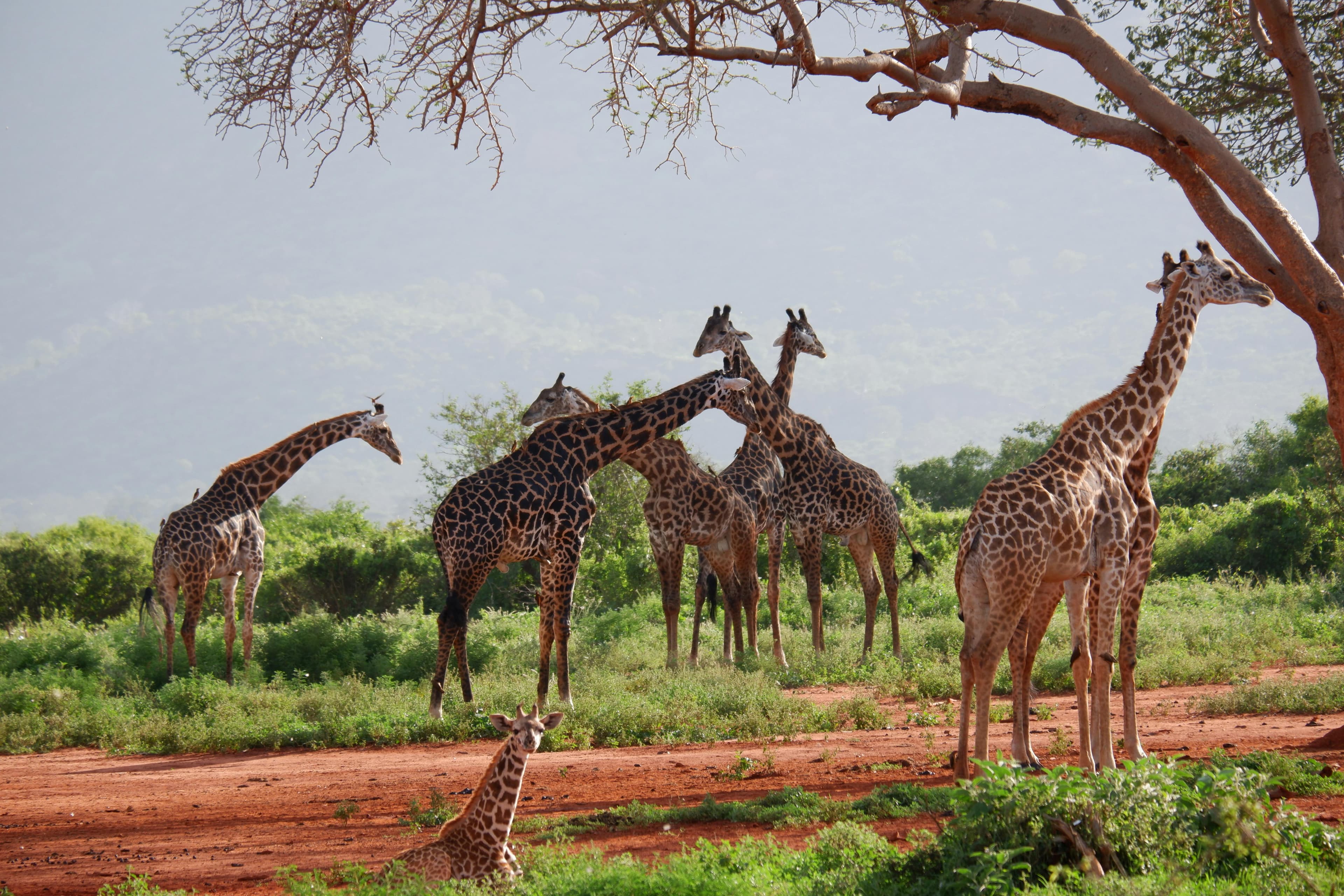 Safari Tours & Wildlife Adventures